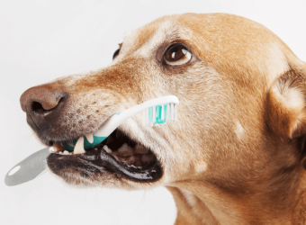 Post-Op Dental Care and Home Dental Care for Dogs