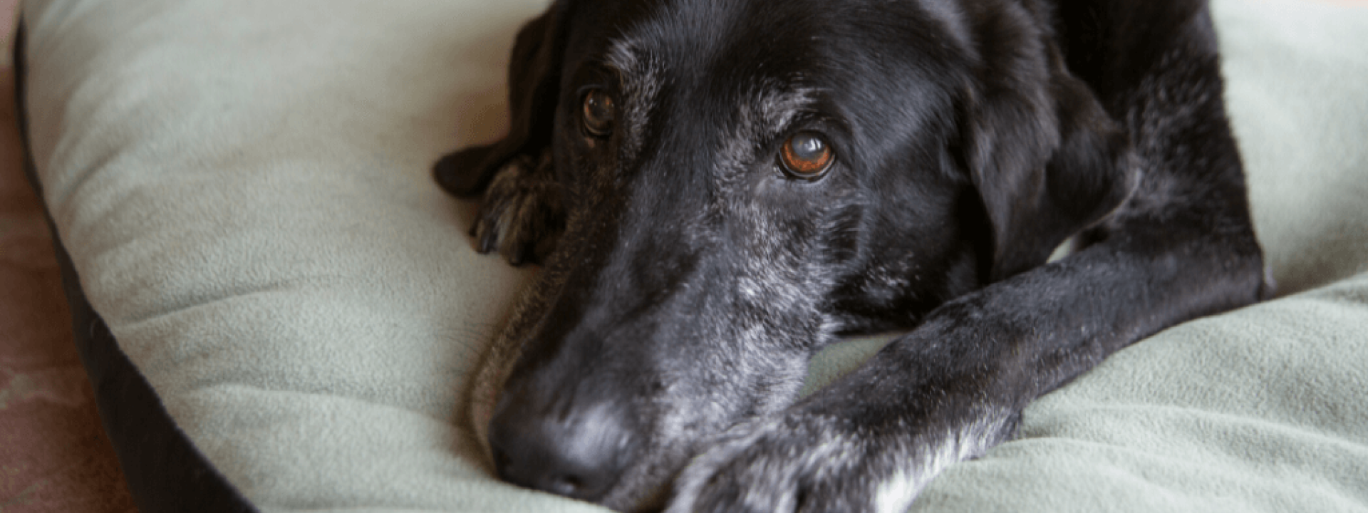 Old Black Dog with Gray Muzzle Relaxing at Home