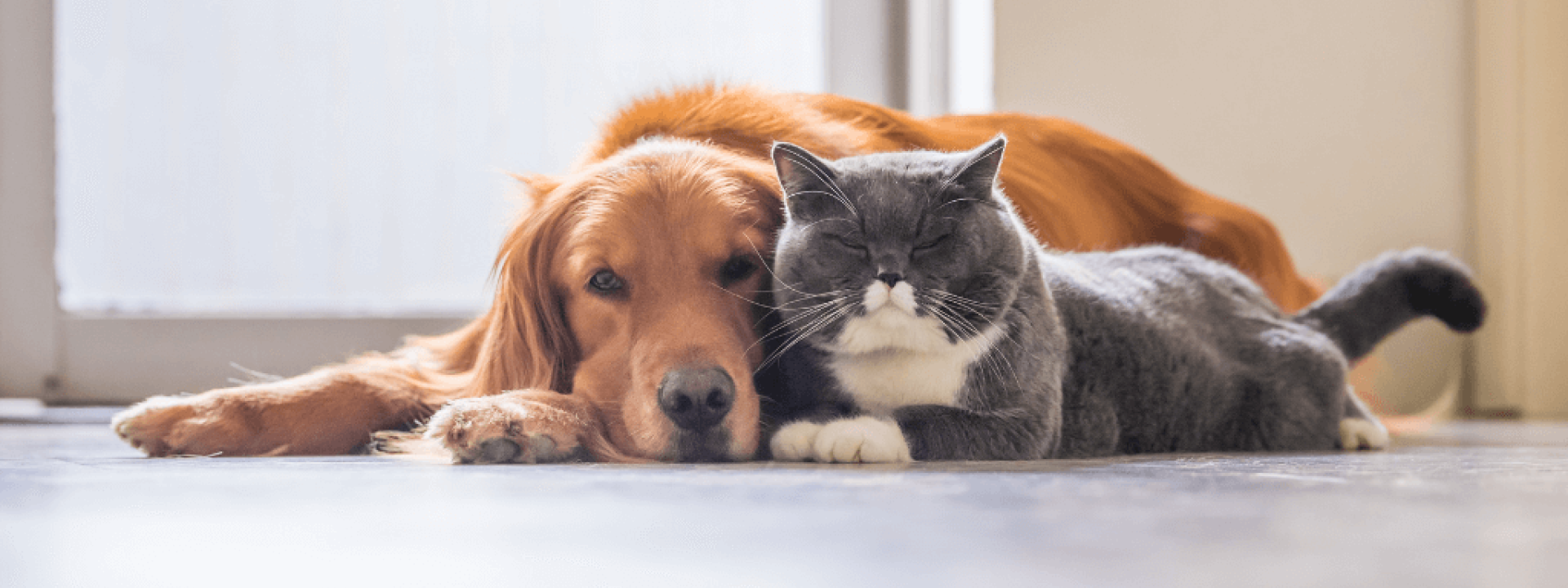 Happy dog and cat